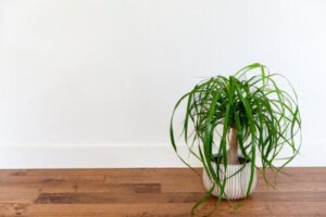 We Recommend 6 Succulent Plants to Decorate Your Home