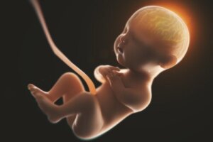 Drinking Alcohol During Pregnancy Could Change the Shape of Babies' Brains