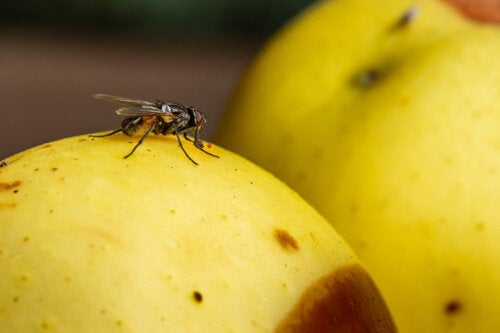 7 Tips to Eliminate Fruit Flies