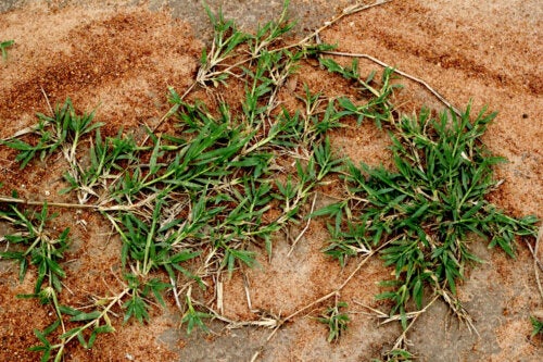 The Health Benefits of Common Grass and its Contraindications