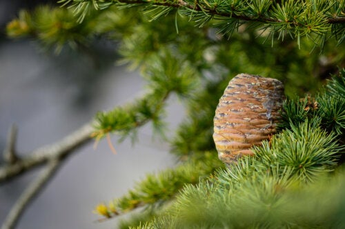 Himalayan Cedarwood Essential Oil: Benefits and Applications