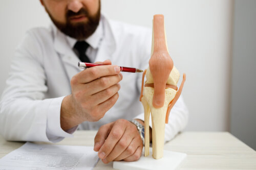 Types of Cartilage: Characteristics and Location