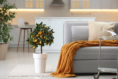 The Chinese Orange Tree or Kumquat: An Ideal Tree to Decorate Your Home