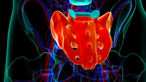 What Are Sacral Nerves?