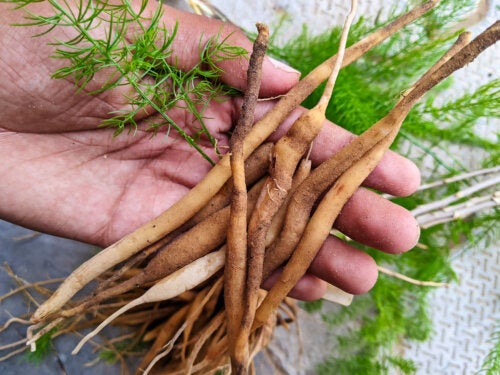 Shatavari: The Ayurvedic Plant for Women's Health