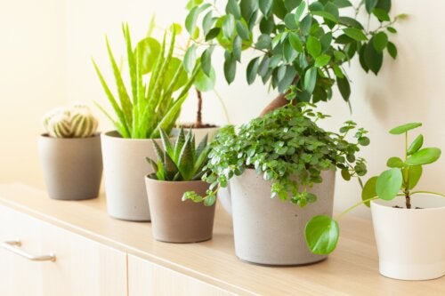 8 Lucky Plants According to Feng Shui