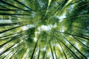 The Philosophy of Nature and its Importance for the Modern World