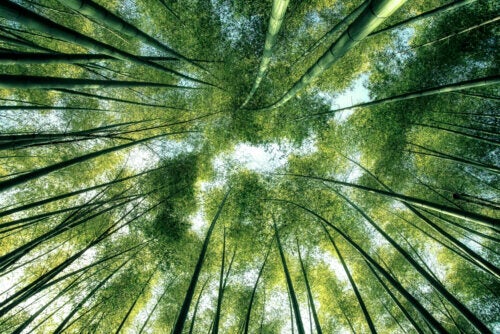 The Philosophy of Nature and its Importance for the Modern World