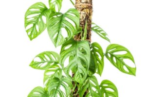 How to Make a Moss Guide or Support for Climbing Plants