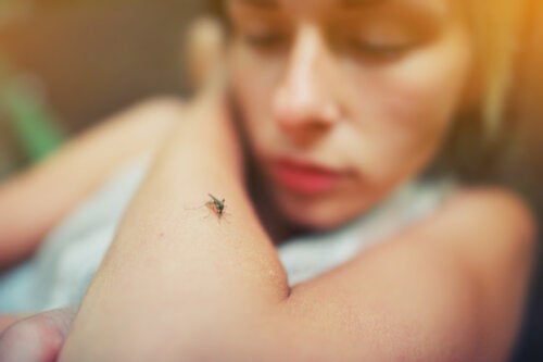 Dengue Vaccine: Everything You Need to Know About It