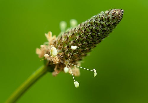 How to Use Plantain, an Ancient Herb