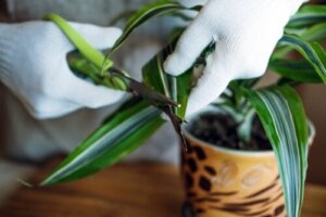 The Happiness Plant: Characteristics and Care