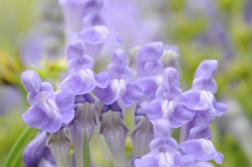 Chinese Skullcap: Uses and Benefits