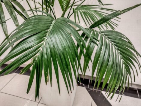 The Kentia Palm: A Large and Elegant House Plant