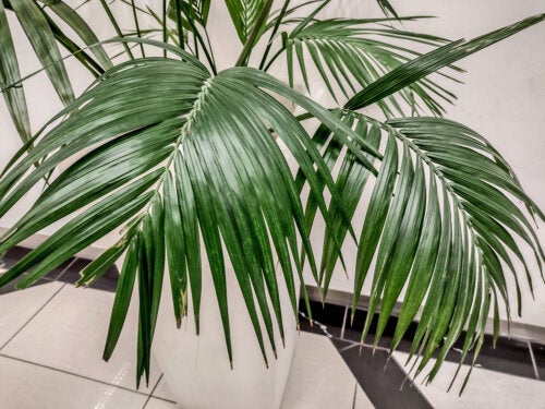 The Kentia Palm: A Large and Elegant House Plant