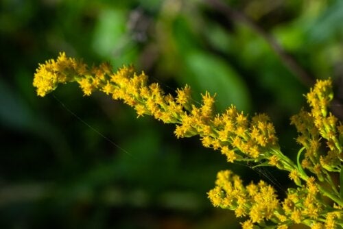 Goldenrod: Medicinal Applications and Contraindications