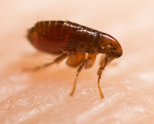 Home Remedies for Flea Bites