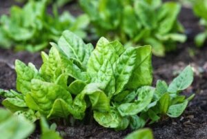 Capillary Irrigation: What Is It and What Are Its Advantages?