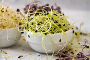 How to Grow Sprouts at Home