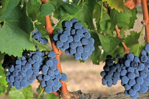The Grenache Grape: Characteristics and Properties