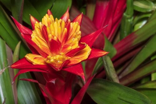 How to Grow Bromeliads: Care and Recommendations