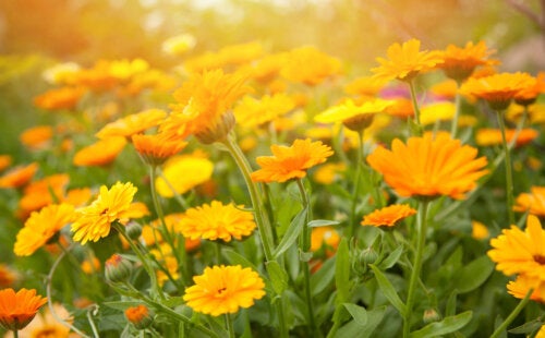 10 Orange Flowering Garden Plants and Their Care