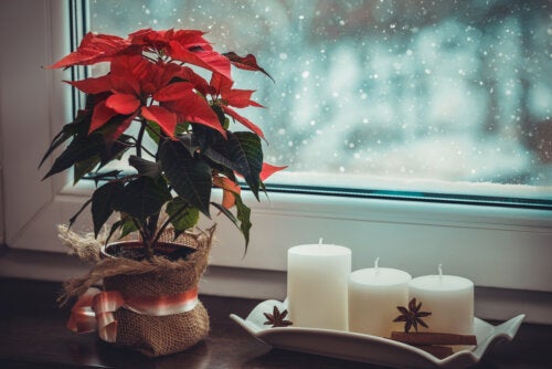 How to Include Plants in Christmas Decorations