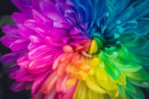 Is It Possible to Change the Color of Flowers? Try this Method at Home