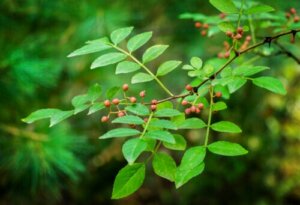 Prickly Ash: What Are its Medicinal Uses?