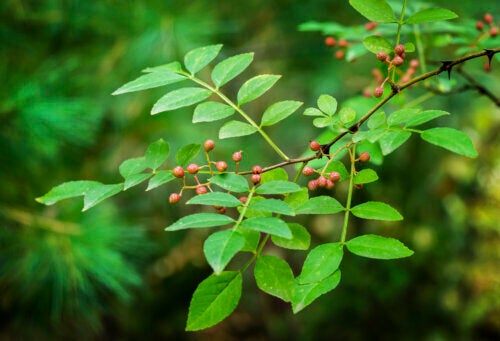 Prickly Ash: What Are its Medicinal Uses?