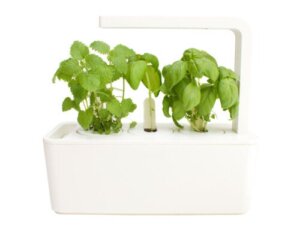 Smart Pots: See How They Work and the Benefits for Your Plants