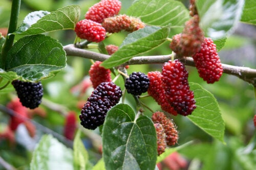White Mulberry: What Are Its Benefits?