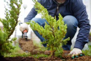 7 Keys to Juniper Cultivation