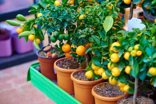 Best 9 Small Trees to Plant in Pots and Their Care