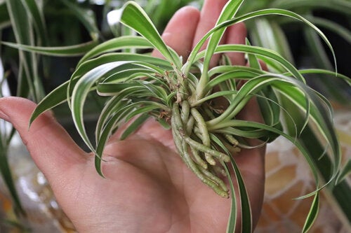 How to Care For and Propagate a Spider Plant