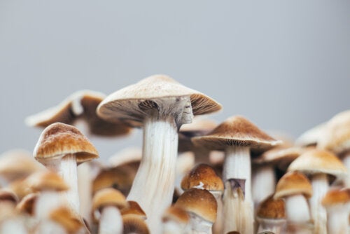 Psilocybin Against Depression: What Are Its Effects?