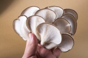 Oyster Mushrooms: Nutrients and Benefits