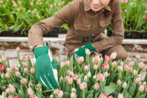 How to Plant and Care for Tulips