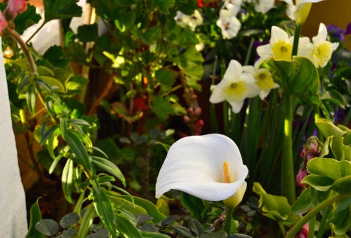 Calla Lilies: How to Look After Them