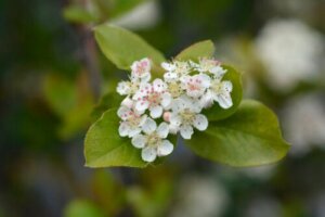 8 Ornamental Plants that Grow in Clay Soil