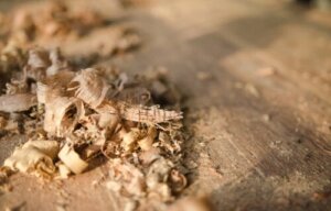8 Practical Uses for Sawdust in the Home