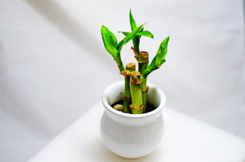 Lucky Bamboo: Characteristics and Care