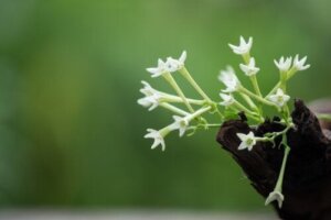 Looking After the Lady of the Night Plant to Enhance Its Scent
