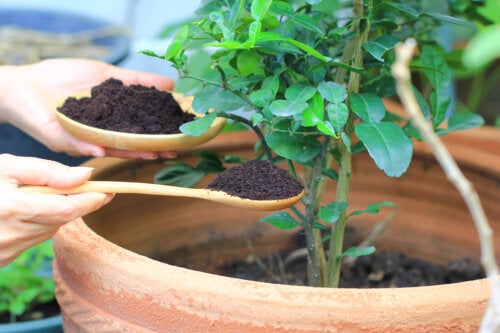 Humic Substances: Characteristics and Benefits for Plants