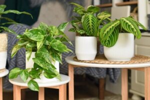 An Easy Guide to Pothos, a Quintessential Houseplant