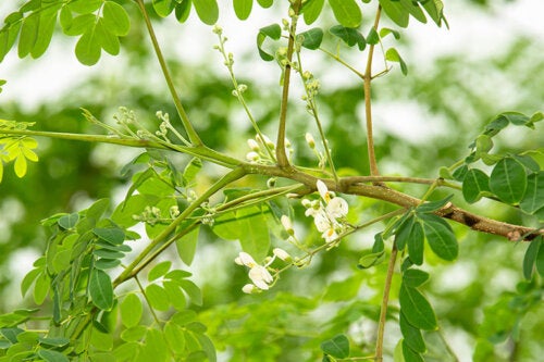 A Complete Guide to Planting Moringa at Home