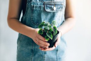 Check Out These 10 Small Plants with Striking Leaves