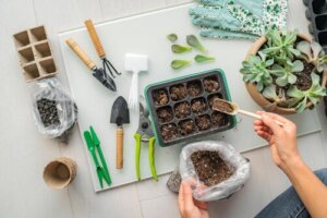 How to Grow a Succulent Garden and The Best Plants to Use