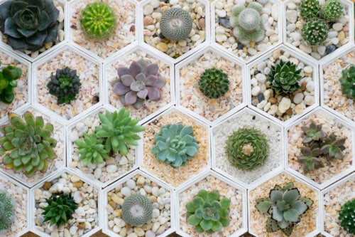 6 Tips to Grow Healthy and Beautiful Succulents