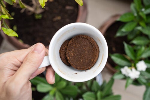 How to Use Ground Coffee on Your Plants